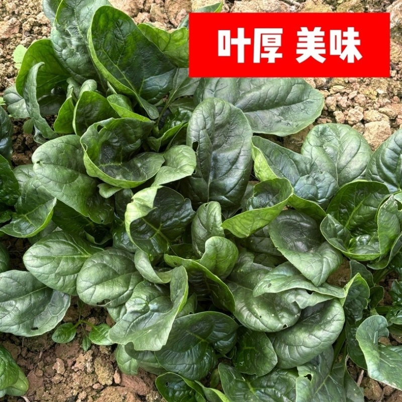 趴地菠菜/红根矮脚菠菜/露天种植/大量现货