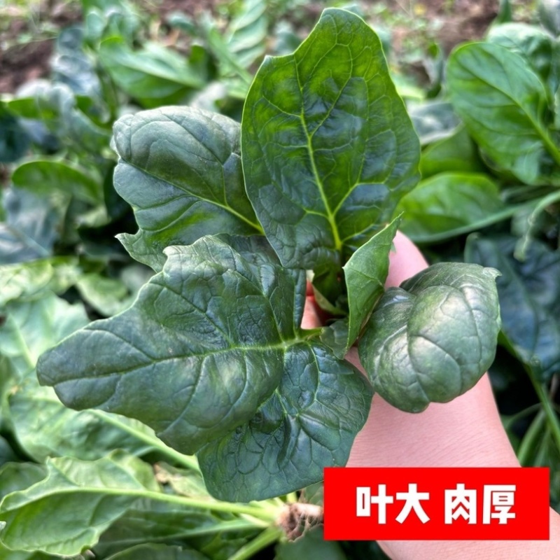 趴地菠菜/红根矮脚菠菜/露天种植/大量现货