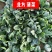 趴地菠菜/红根矮脚菠菜/露天种植/大量现货