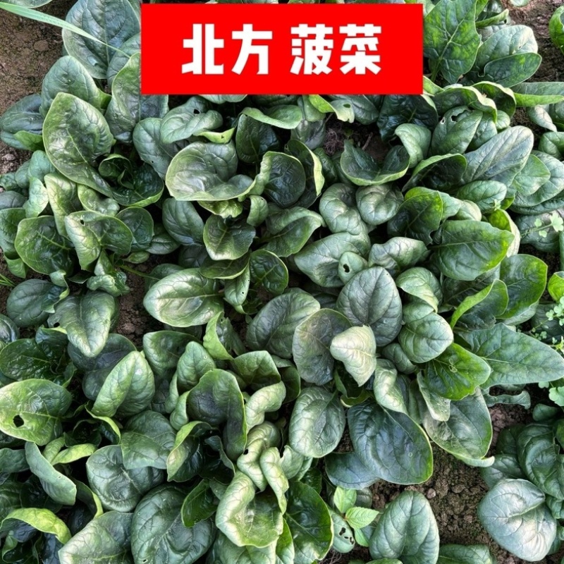 趴地菠菜/红根矮脚菠菜/露天种植/大量现货