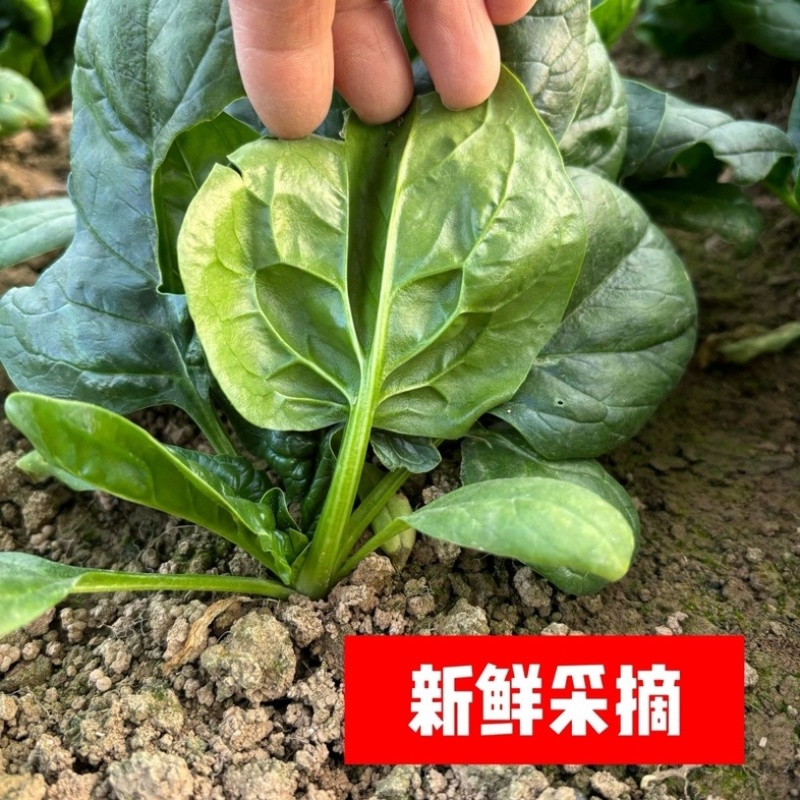 趴地菠菜/红根矮脚菠菜/露天种植/大量现货