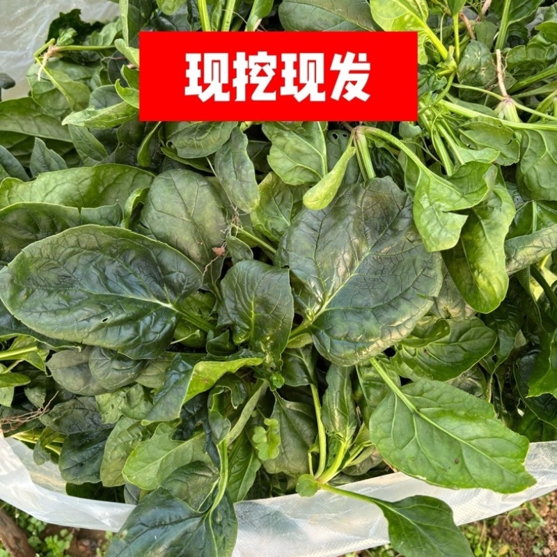 趴地菠菜/红根矮脚菠菜/露天种植/大量现货