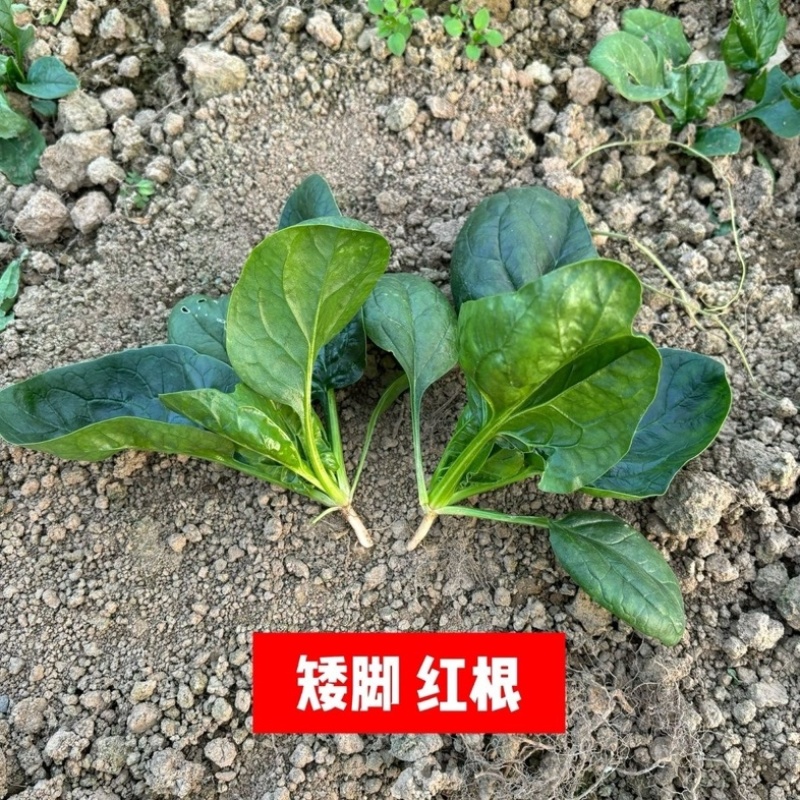 趴地菠菜/红根矮脚菠菜/露天种植/大量现货