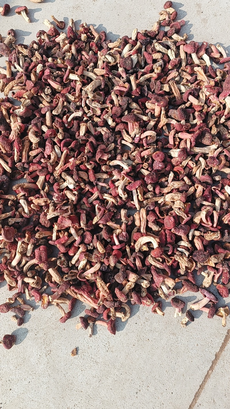 精选小红菇