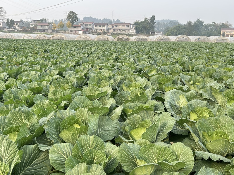 四川甘蓝，莲花白甘蓝大量上市，产地直发，对接全国各地