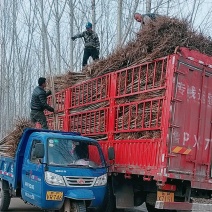 杨树苗无絮杨大量供应，基地直发，品质保证