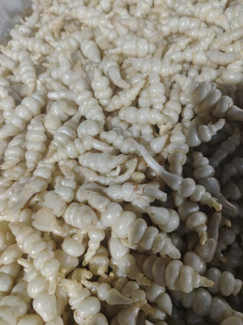 地环别名（新鲜小甘露，宝塔菜，螺丝菜）大量上市有意者联系