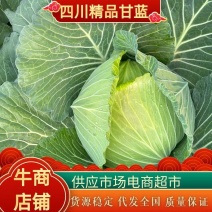 四川甘蓝，莲花白甘蓝大量上市，产地直发，对接全国各地