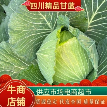 四川甘蓝，莲花白甘蓝大量上市，产地直发，对接全国各地