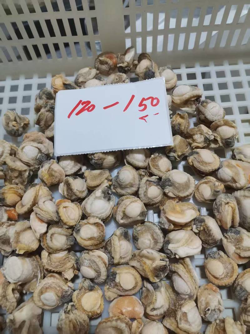 扇贝全肉，全规格。一手货源，质量有保障