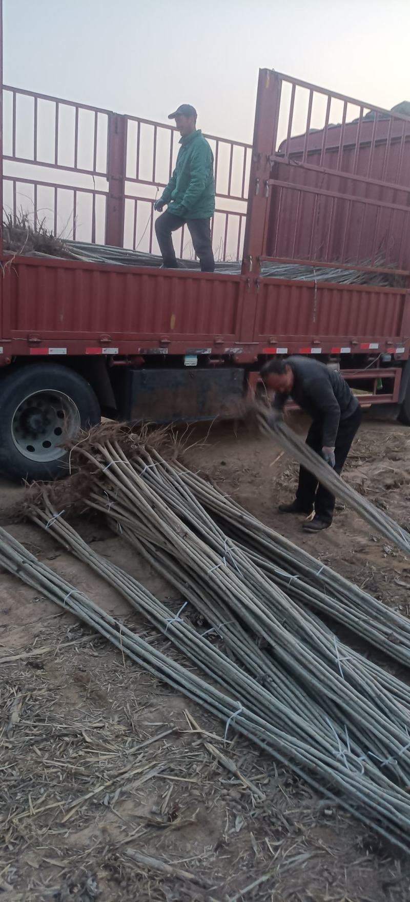 杨树苗无絮杨大量供应，基地直发，品质保证