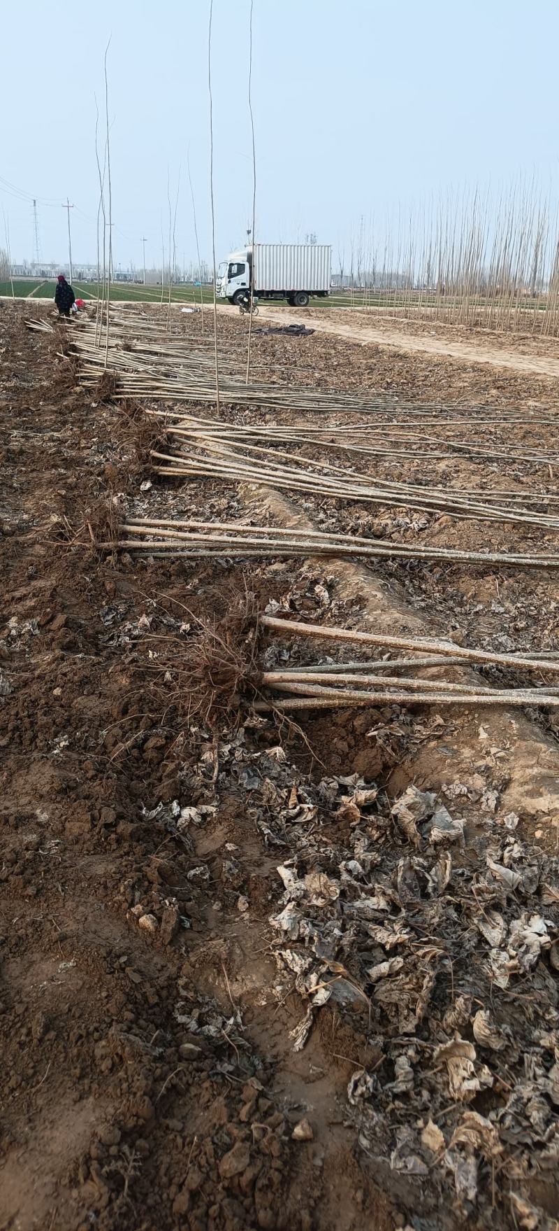 杨树苗无絮杨大量供应，基地直发，品质保证