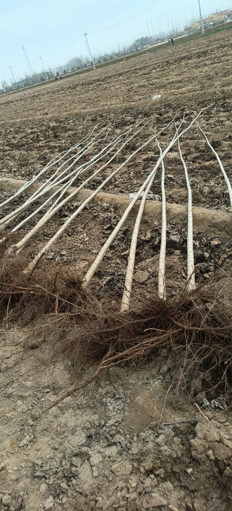 杨树苗无絮杨大量供应，基地直发，品质保证