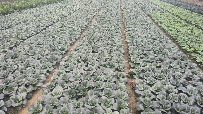 青菜，苏州青