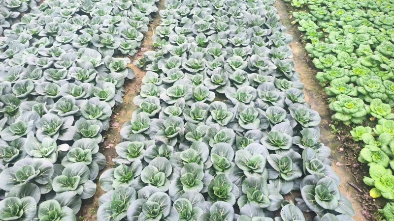 青菜，苏州青