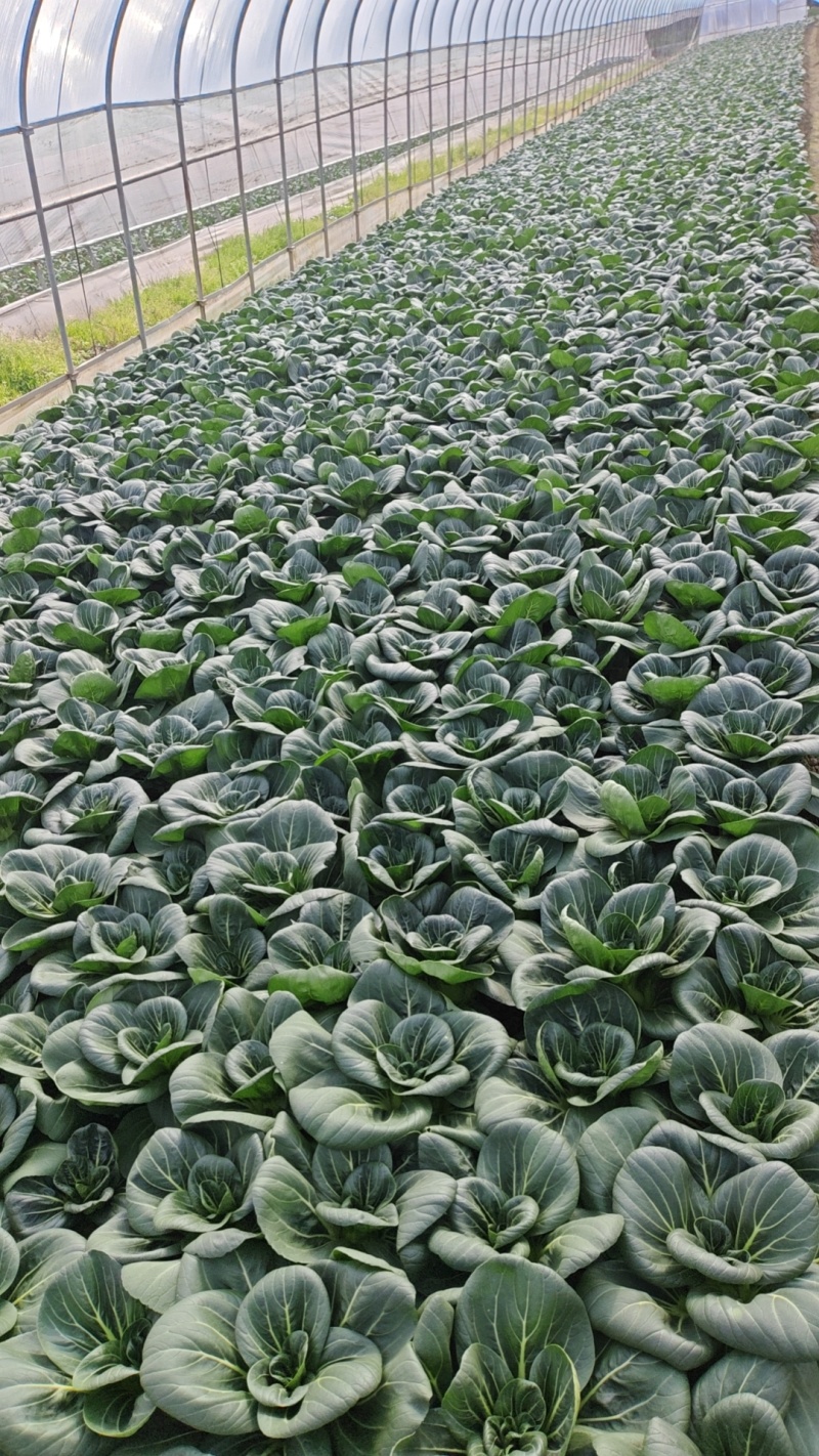 青菜，苏州青