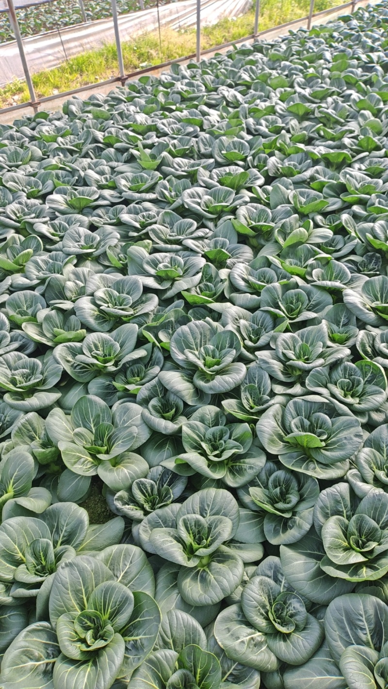 青菜，苏州青