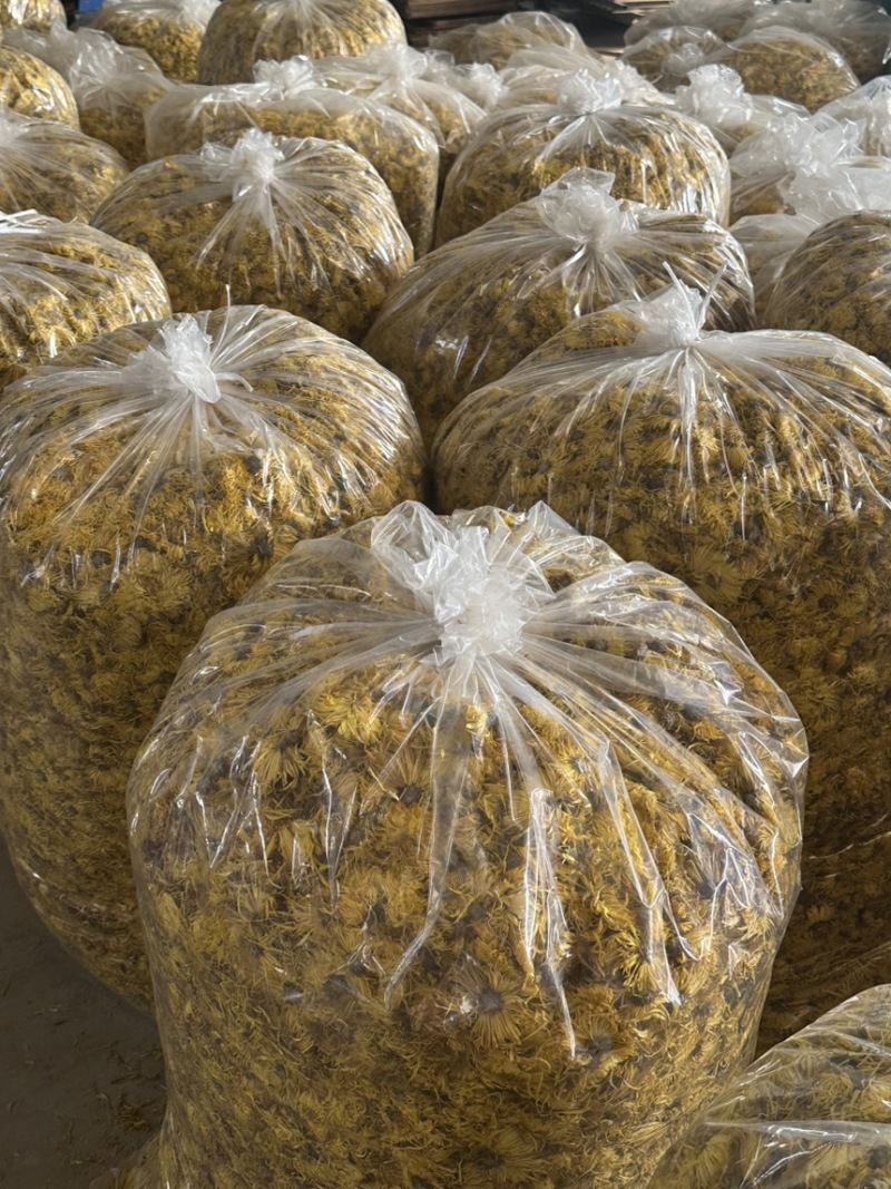金丝黄菊