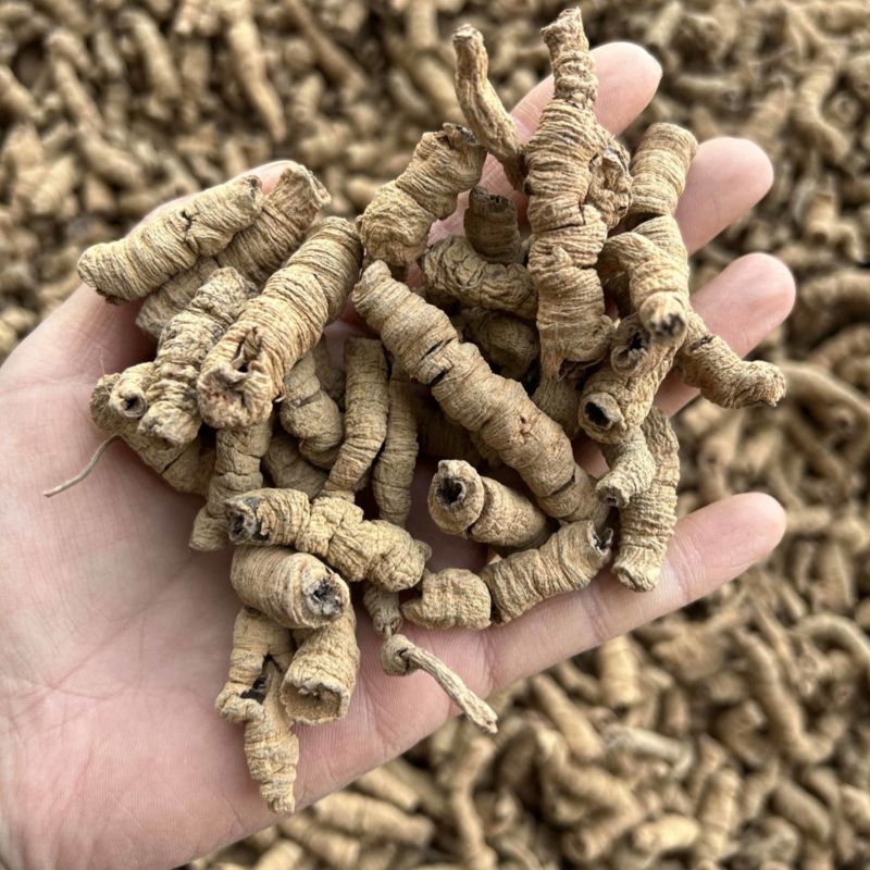 巴戟天真实拍摄批发零售各种中药材量大从优