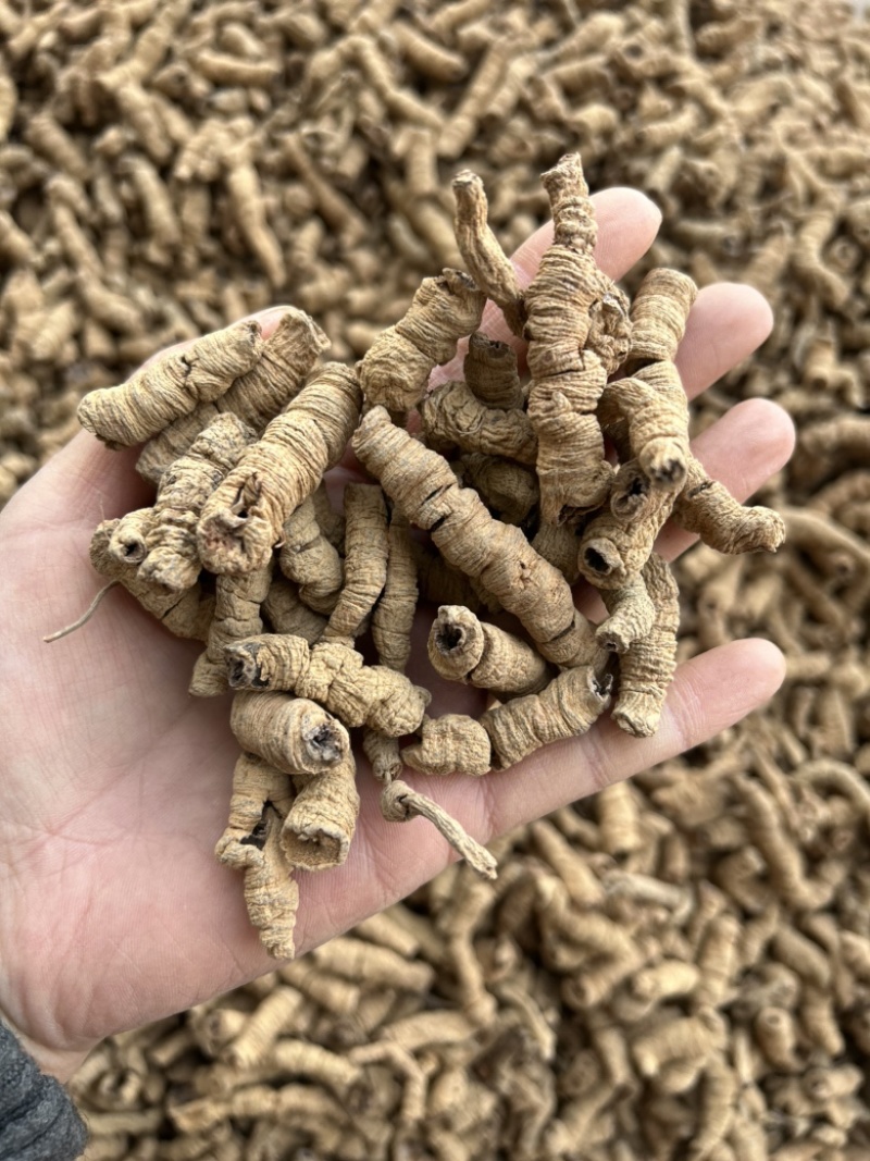 巴戟天真实拍摄批发零售各种中药材量大从优