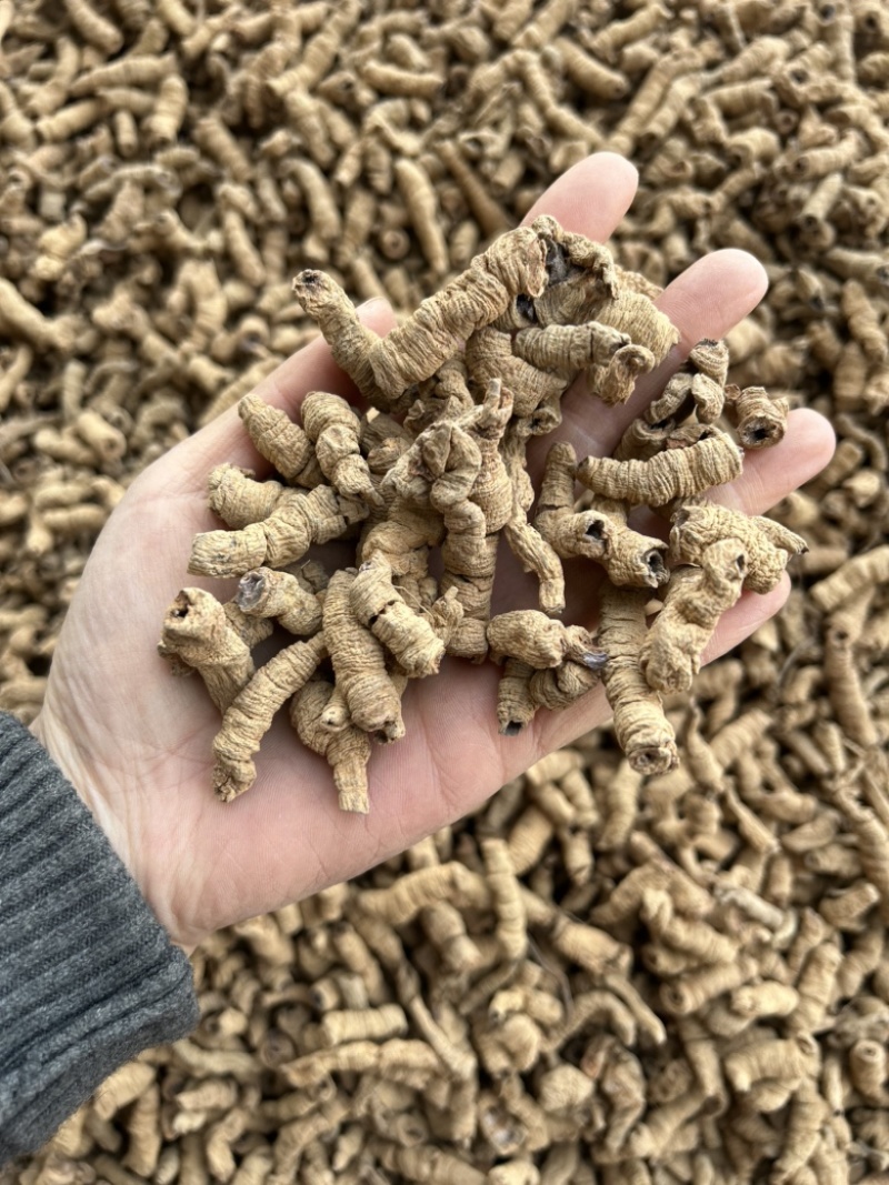 巴戟天真实拍摄批发零售各种中药材量大从优
