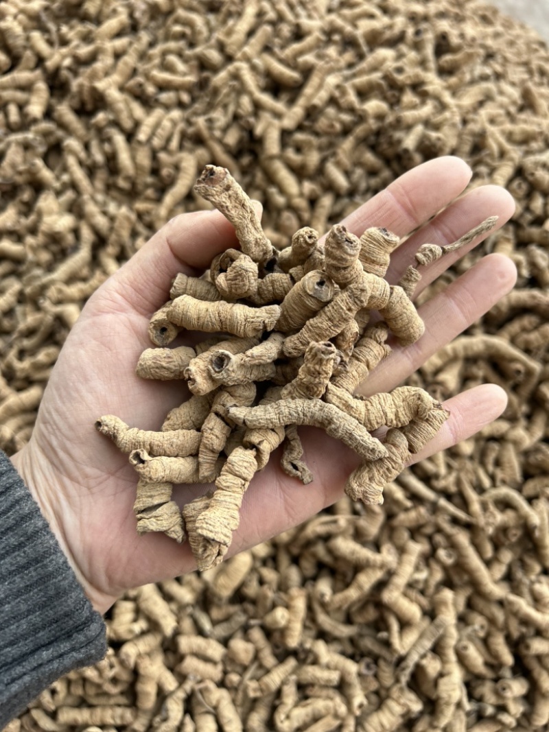 巴戟天真实拍摄批发零售各种中药材量大从优