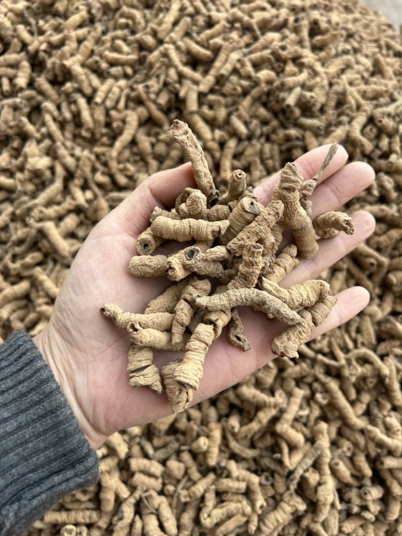 巴戟天真实拍摄批发零售各种中药材量大从优