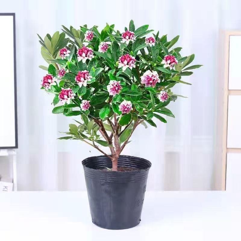 福建金边瑞香盆栽浓香型花苞开花室内老桩植物冬季耐寒