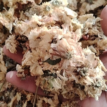 干菊花