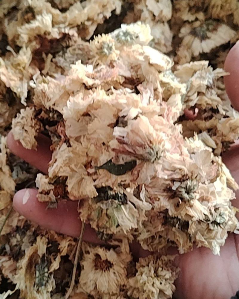 干菊花