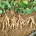红花百部苗出现挖现发提供种植技术指导可视频
