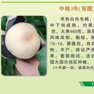 50万棵一年生嫁接苗