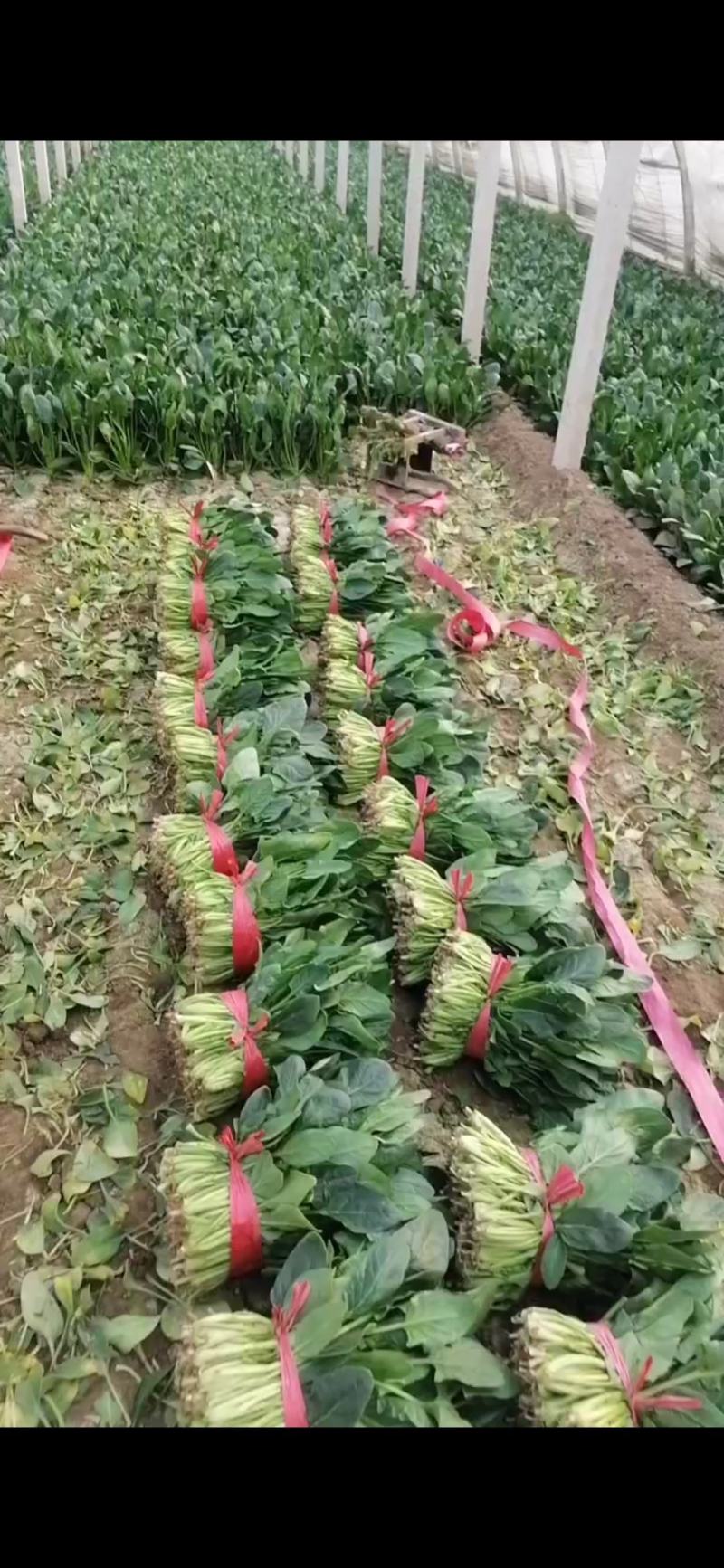 大叶菠菜产地直发