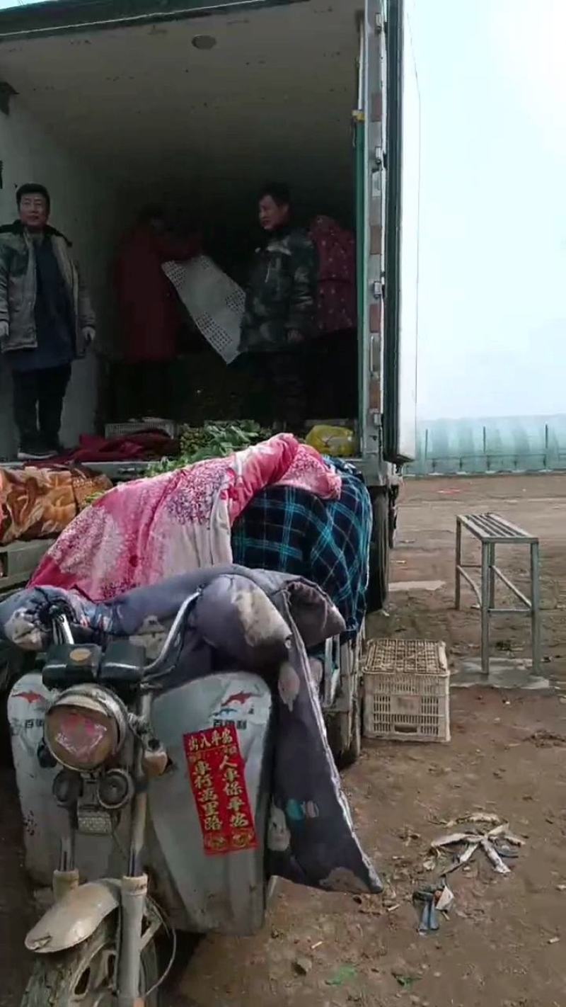 大叶菠菜产地直发