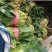大叶菠菜产地直发