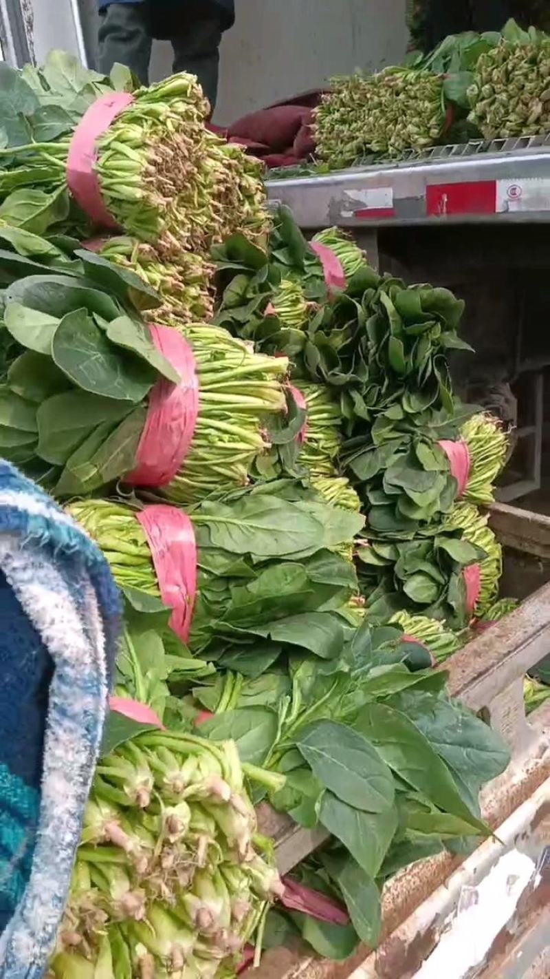 大叶菠菜产地直发