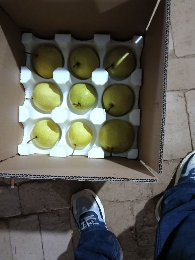 咸阳酥梨