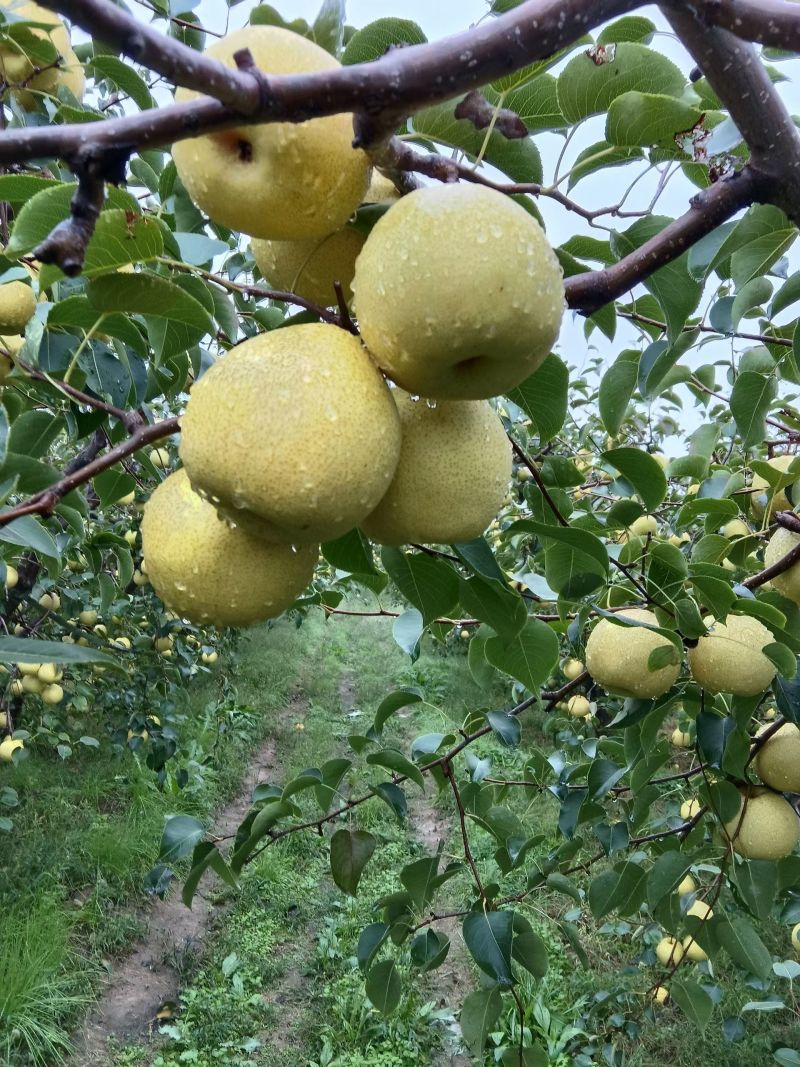 咸阳酥梨