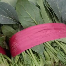 大叶菠菜产地直发