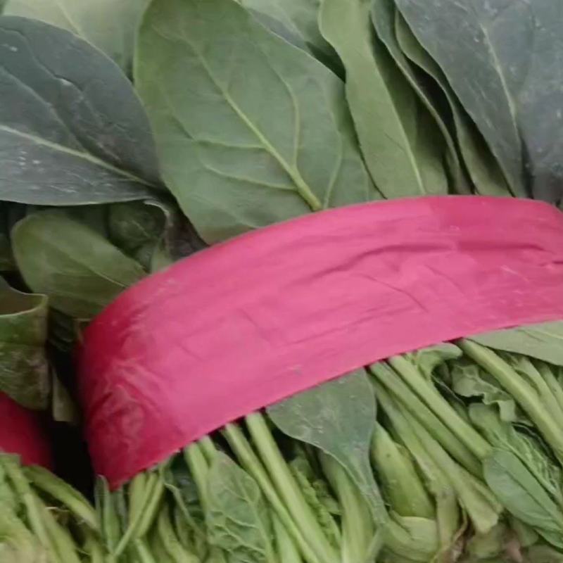 大叶菠菜产地直发