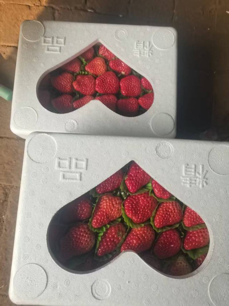 红颜九九草莓，红颜草莓大量上市，产地直发，品质保证