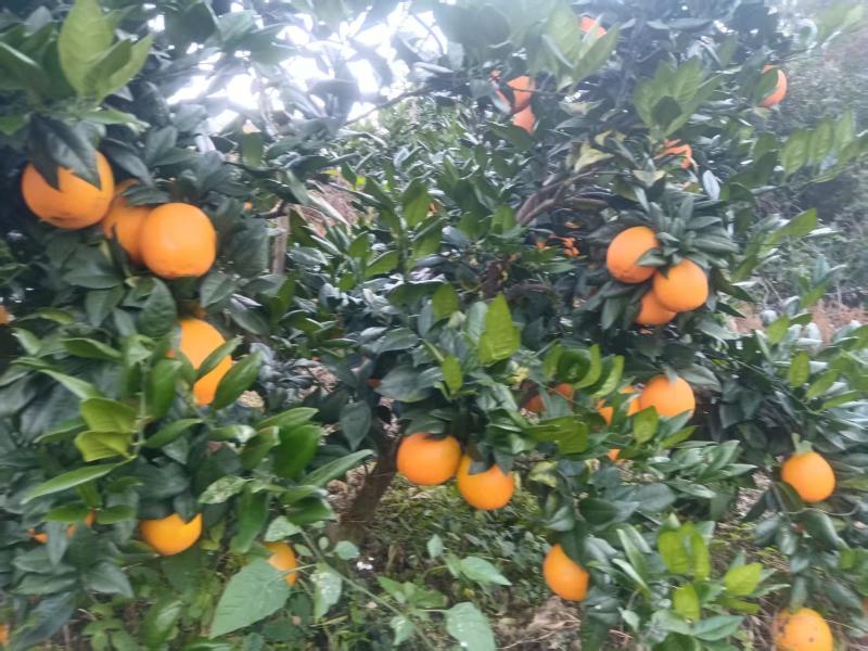 重庆奉节脐橙