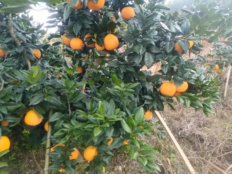 重庆奉节脐橙