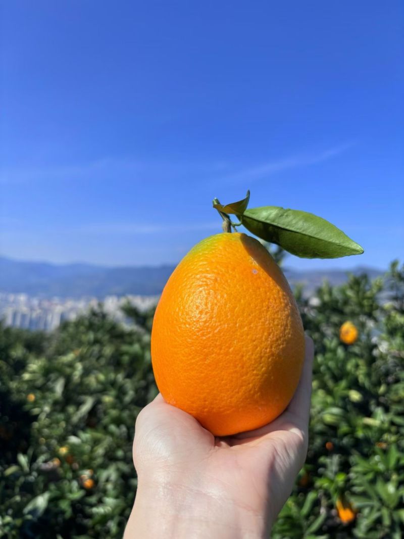 重庆奉节脐橙