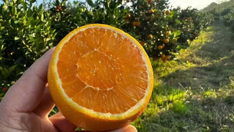 重庆奉节脐橙