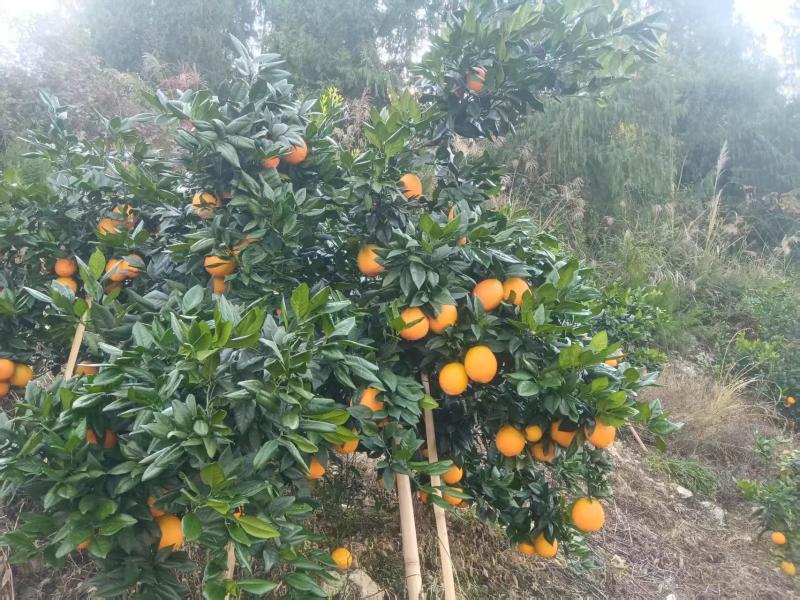 重庆奉节脐橙