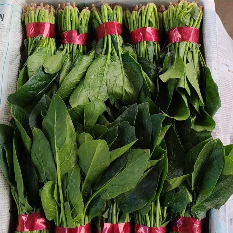 河南省焦作市大棚，露地大叶菠菜，趴地菠菜，欢迎订购