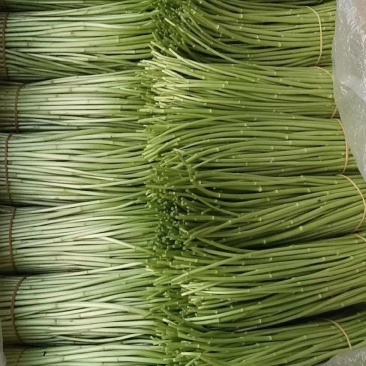 精品芦蒿，黎蒿，泥蒿