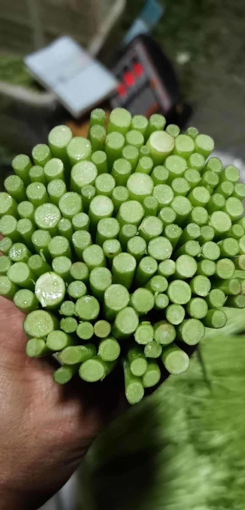 精品芦蒿，黎蒿，泥蒿