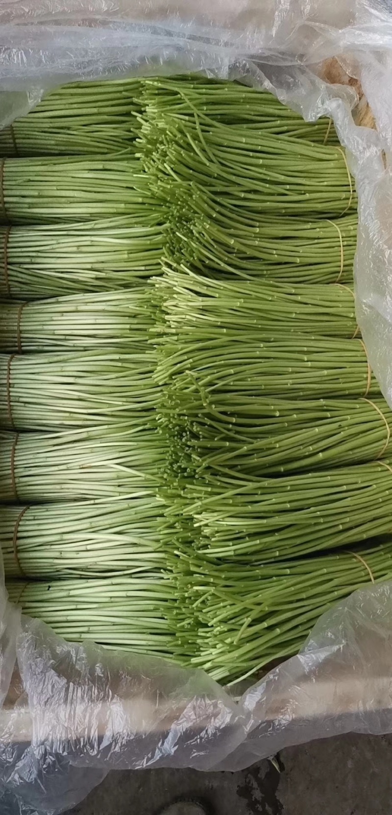 精品芦蒿，黎蒿，泥蒿